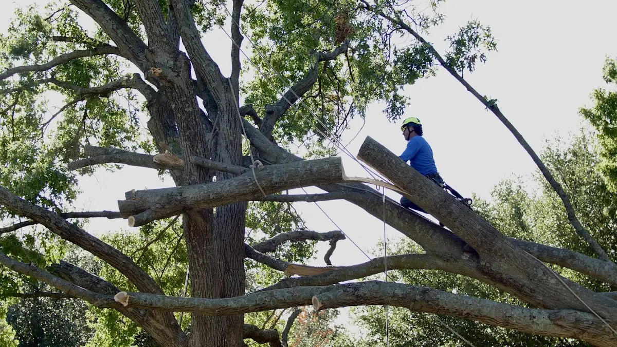 Professional Hazardous Tree Removal performed by certified arborists in Parksley