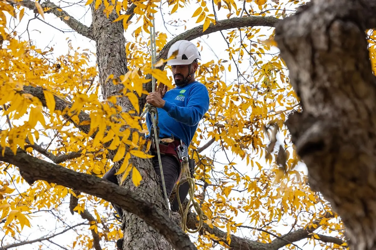 Skilled Tree Transplanting crew working in Parksley