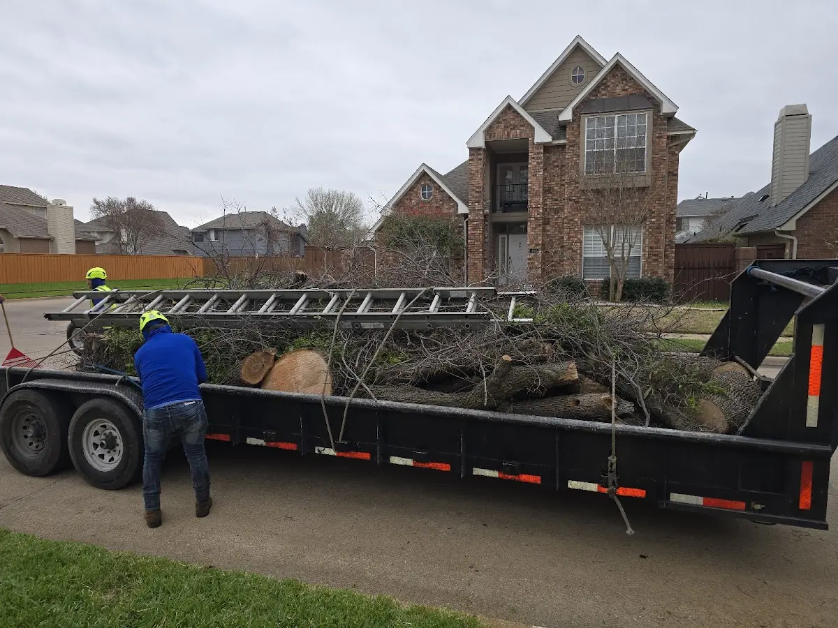 Expert Deadwooding with proper safety equipment in Parksley
